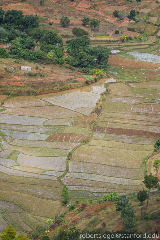 Rice paddies